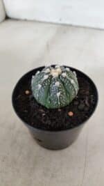 ASTROPHYTUM ASTERIAS Nº 893 – vaso 09 - Imagem 7