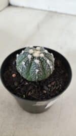 ASTROPHYTUM ASTERIAS Nº 893 – vaso 09 - Imagem 6