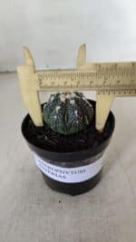 ASTROPHYTUM ASTERIAS Nº 893 – vaso 09 - Imagem 4