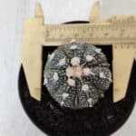 ASTROPHYTUM ASTERIAS Nº 893 – vaso 09