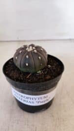 ASTROPHYTUM ASTERIAS “Purple”  Nº 896 – vaso 09 - Imagem 2