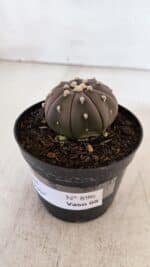 ASTROPHYTUM ASTERIAS “Purple”  Nº 896 – vaso 09 - Imagem 10