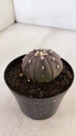 ASTROPHYTUM ASTERIAS “Purple”  Nº 896 – vaso 09 - Imagem 9