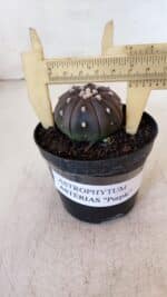 ASTROPHYTUM ASTERIAS “Purple”  Nº 896 – vaso 09 - Imagem 7