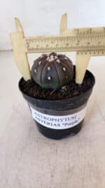 ASTROPHYTUM ASTERIAS “Purple”  Nº 896 – vaso 09 - Imagem 6