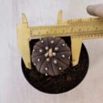 ASTROPHYTUM ASTERIAS “Purple”  Nº 896 – vaso 09