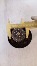 ASTROPHYTUM ASTERIAS “Purple”  Nº 896 – vaso 09