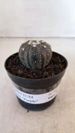 ASTROPHYTUM ASTERIAS “Purple”  Nº 897 – vaso 09 - Imagem 2