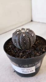 ASTROPHYTUM ASTERIAS “Purple”  Nº 897 – vaso 09 - Imagem 9