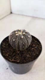 ASTROPHYTUM ASTERIAS “Purple”  Nº 897 – vaso 09 - Imagem 8