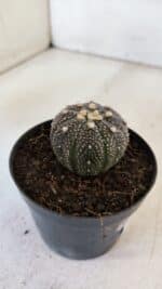 ASTROPHYTUM ASTERIAS “Purple”  Nº 897 – vaso 09 - Imagem 7