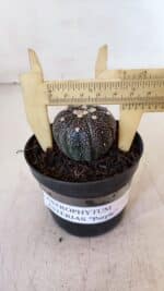 ASTROPHYTUM ASTERIAS “Purple”  Nº 897 – vaso 09 - Imagem 4