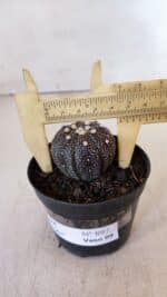 ASTROPHYTUM ASTERIAS “Purple”  Nº 897 – vaso 09 - Imagem 6
