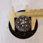 ASTROPHYTUM ASTERIAS “Purple”  Nº 897 – vaso 09