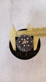 ASTROPHYTUM ASTERIAS “Purple”  Nº 897 – vaso 09