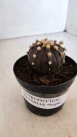 ASTROPHYTUM ASTERIAS “Purple”  Nº 898 – vaso 09 - Imagem 10