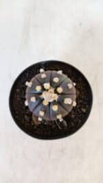 ASTROPHYTUM ASTERIAS “Purple”  Nº 898 – vaso 09 - Imagem 3