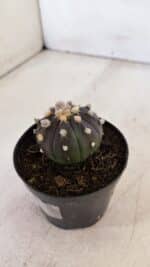 ASTROPHYTUM ASTERIAS “Purple”  Nº 898 – vaso 09 - Imagem 8