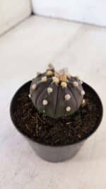 ASTROPHYTUM ASTERIAS “Purple”  Nº 898 – vaso 09 - Imagem 7