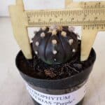 ASTROPHYTUM ASTERIAS “Purple”  Nº 898 – vaso 09