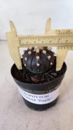 ASTROPHYTUM ASTERIAS “Purple”  Nº 898 – vaso 09