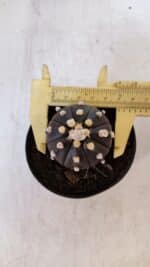 ASTROPHYTUM ASTERIAS “Purple”  Nº 898 – vaso 09 - Imagem 5