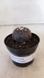 ASTROPHYTUM ASTERIAS “Purple”  Nº 899 – vaso 09 - Imagem 2