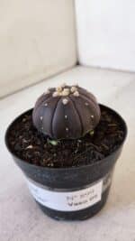 ASTROPHYTUM ASTERIAS “Purple”  Nº 899 – vaso 09 - Imagem 9