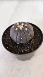 ASTROPHYTUM ASTERIAS “Purple”  Nº 899 – vaso 09 - Imagem 8