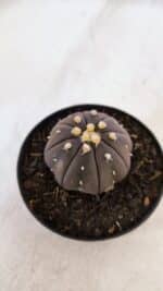 ASTROPHYTUM ASTERIAS “Purple”  Nº 899 – vaso 09 - Imagem 7