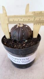 ASTROPHYTUM ASTERIAS “Purple”  Nº 899 – vaso 09 - Imagem 4