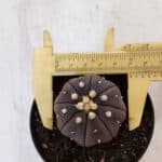 ASTROPHYTUM ASTERIAS “Purple”  Nº 899 – vaso 09