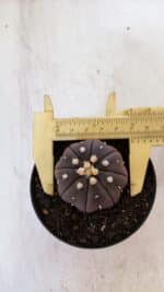 ASTROPHYTUM ASTERIAS “Purple”  Nº 899 – vaso 09