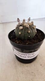 ASTROPHYTUM ASTERIAS “Purple”  Nº 900 – vaso 09 - Imagem 2