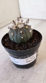 ASTROPHYTUM ASTERIAS “Purple”  Nº 900 – vaso 09 - Imagem 9
