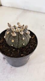 ASTROPHYTUM ASTERIAS “Purple”  Nº 900 – vaso 09 - Imagem 7