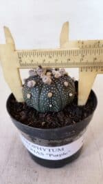 ASTROPHYTUM ASTERIAS “Purple”  Nº 900 – vaso 09 - Imagem 4
