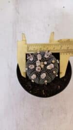 ASTROPHYTUM ASTERIAS “Purple”  Nº 900 – vaso 09