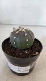 ASTROPHYTUM ASTERIAS “Purple”  Nº 902 – vaso 09 - Imagem 8
