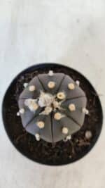 ASTROPHYTUM ASTERIAS “Purple”  Nº 902 – vaso 09 - Imagem 3