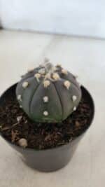 ASTROPHYTUM ASTERIAS “Purple”  Nº 902 – vaso 09 - Imagem 7