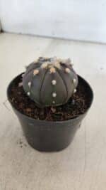 ASTROPHYTUM ASTERIAS “Purple”  Nº 902 – vaso 09 - Imagem 6