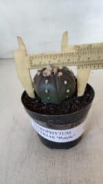 ASTROPHYTUM ASTERIAS “Purple”  Nº 902 – vaso 09 - Imagem 4