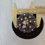 ASTROPHYTUM ASTERIAS “Purple”  Nº 902 – vaso 09