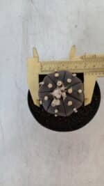 ASTROPHYTUM ASTERIAS “Purple”  Nº 902 – vaso 09