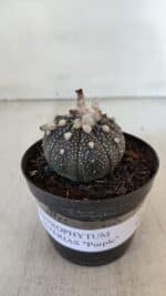 ASTROPHYTUM ASTERIAS “Purple”  Nº 903 – vaso 09 - Imagem 2