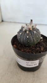 ASTROPHYTUM ASTERIAS “Purple”  Nº 903 – vaso 09 - Imagem 9