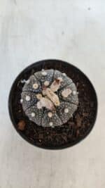 ASTROPHYTUM ASTERIAS “Purple”  Nº 903 – vaso 09 - Imagem 3