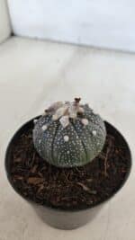 ASTROPHYTUM ASTERIAS “Purple”  Nº 903 – vaso 09 - Imagem 8