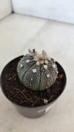 ASTROPHYTUM ASTERIAS “Purple”  Nº 903 – vaso 09 - Imagem 7